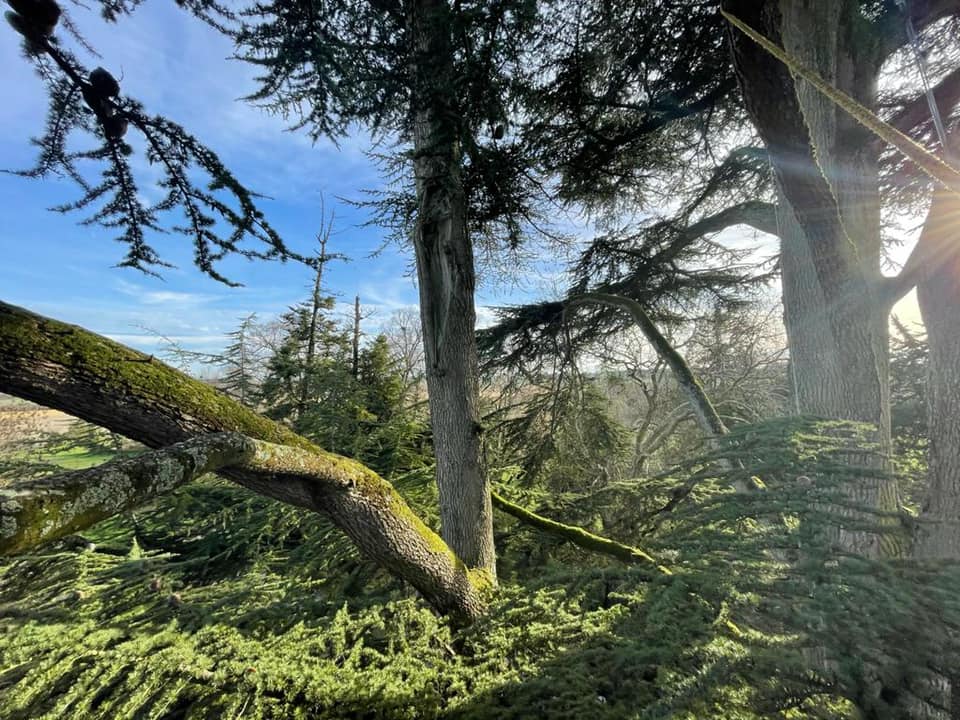Élagage d'arbres pour particuliers en Charente-Maritime par la SARL BERGER