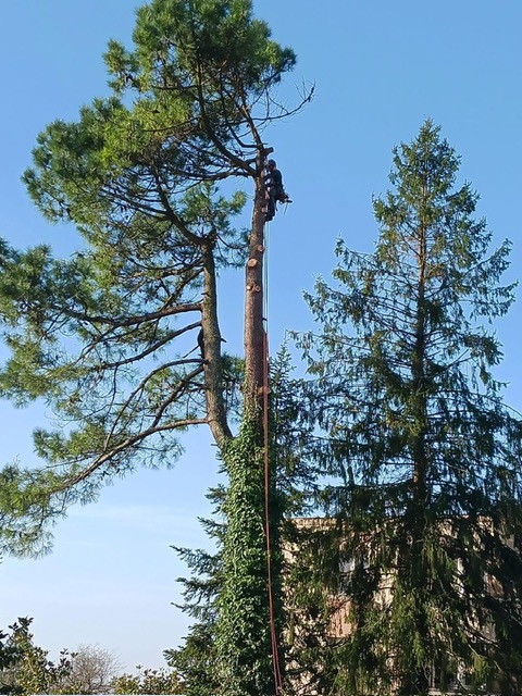 Arboriste grimpeur de la SARL BERGER en démontage sécurisé d'un pin de grande hauteur