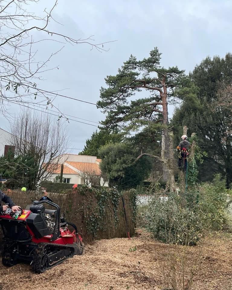 Démontage d'un pin dans le jardin d'un particulier par la SARL BERGER