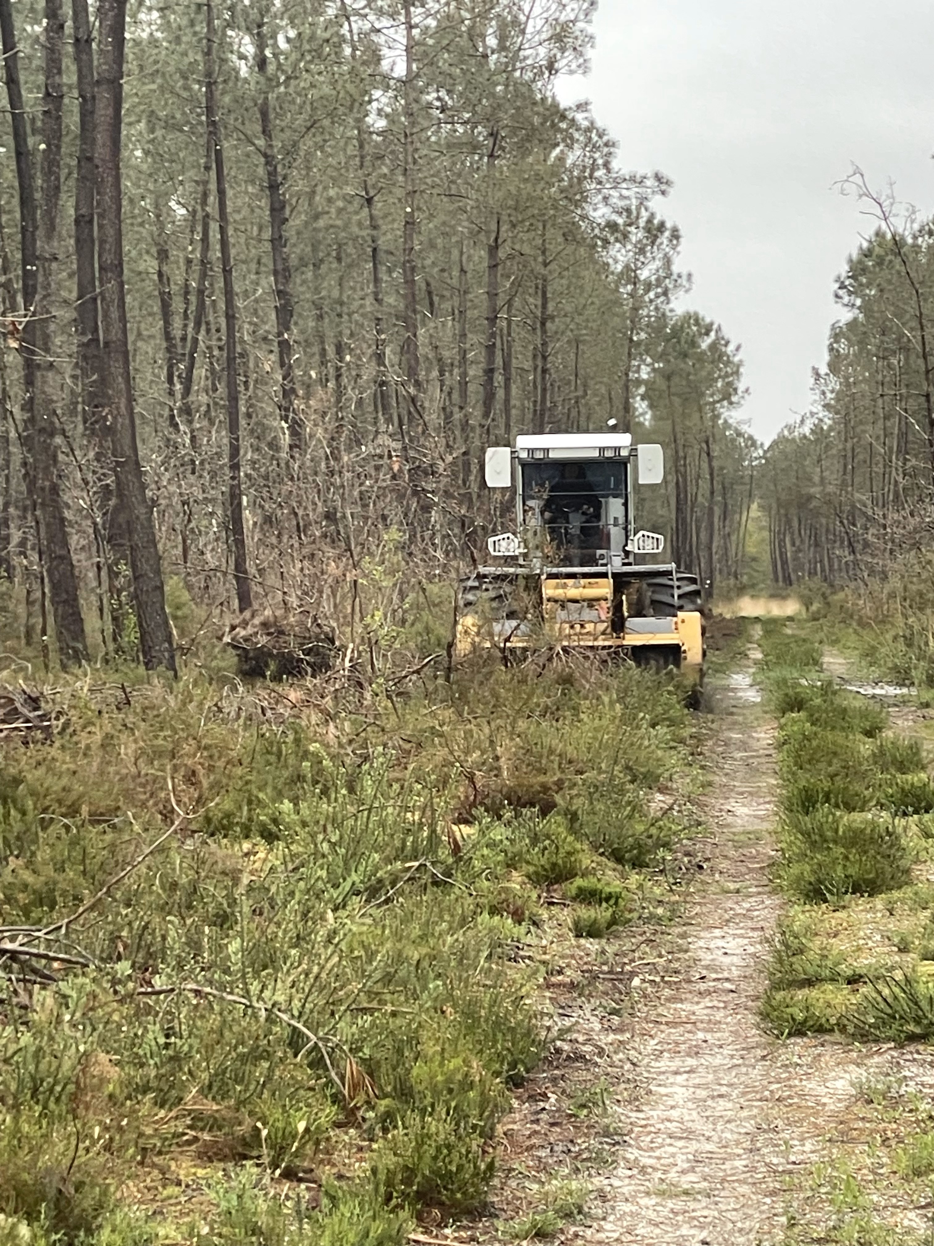 Élagage, broyage et travaux forestiers par la SARL BERGER en Charente-Maritime